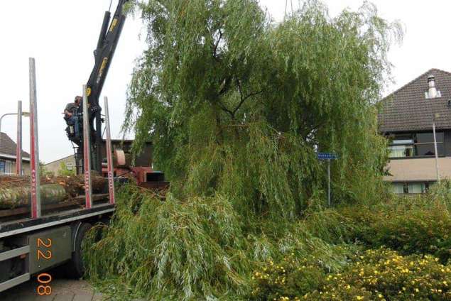 bomen kappen